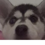 compren y dono robux