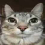 Vehicular Foxslaughter
