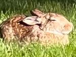 We like bunnies :)