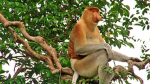 Monke Gathering