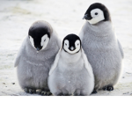 PENGUINS PENGUINS RULE