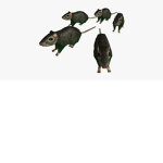 rat group for rats!!!!