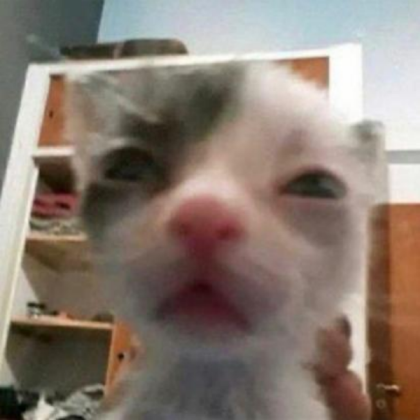 cute cat Roblox decal