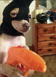 Love your dog forever