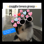 Aiden’s aesthetic doggies