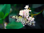 Butterfly’s fashion