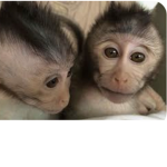 FANCY MONKEYS