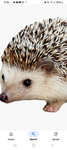Carl the hedgehog group