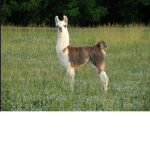 Llama Squadd