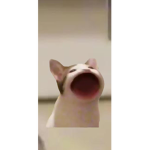 BloxiCat Group