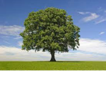 tree honey