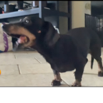 Please join this is my. Dachshund group