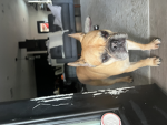 Ace the dog