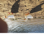 Innocent duck
