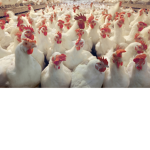 Stampede of the chickens