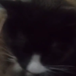 I0K cats
