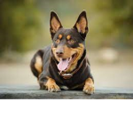 sam kelpie dog is best