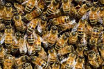 Nest of angry bees