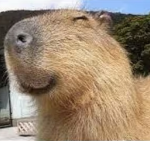 気まぐれカピバラグループ