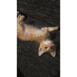 D̆̈Ŏ̈Y̆̈ R̆̈Ŏ̈B̆̈Ŭ̈X̆̈ por mascotas