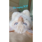O o p.