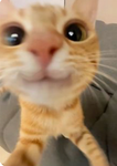 CatsSoAdorable