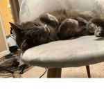 idiotic catz