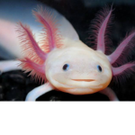 AXOLOTYL