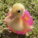 Earthling duckies