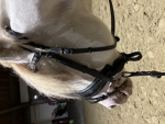 Horsey world