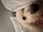 Dogs Cloud