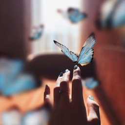 Blue Butterfly House