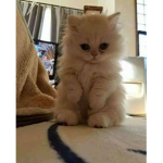 ~Kittens~.