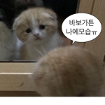조하박
