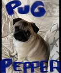 Pugpepper98 Studios