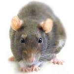 ratitas que piden