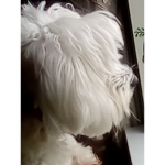 Puppy's bone