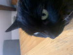 My Cat's are cute