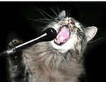 cRAZY cATs!!!!