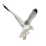 Seagull Shirts