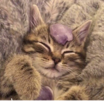 #Soft Angels
