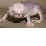 Dead mole rats