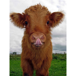 CowFam!!!