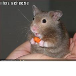 The true cheese mouse clan / hot dog clan