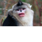 monke supports