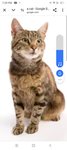 I like cats do you too