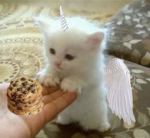 { Hello Kitty }