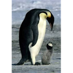 We Are The Penguins