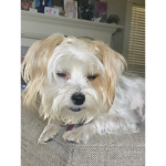 WE SLAY WITH MY DOG!