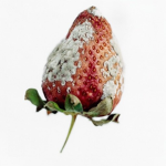 Strawberry Field Psychiatric Hospital